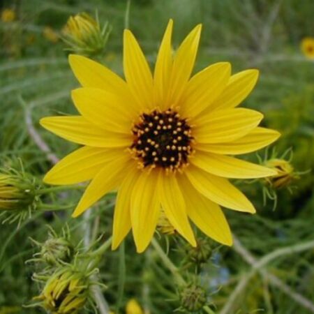 Weidenblättrige Sonnenblume