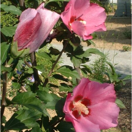 Hibiscus syriacus 'Pink Giant' ('Flogi')