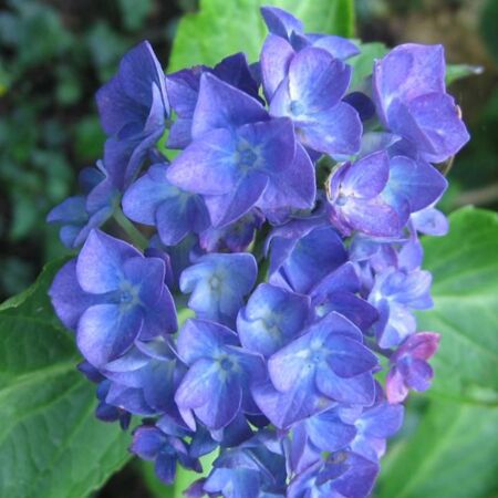 Hortensia 'Blauer Zwerg'