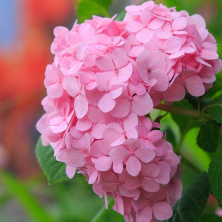 Hortensia 'Bouquet Rose'