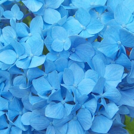 Hortensia 'Nikko Blue'