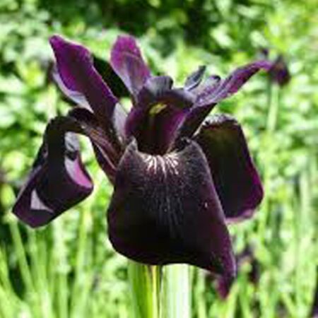 Iris x chrissy 'Black Form'