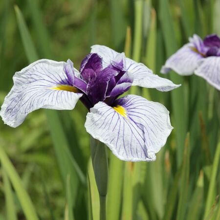 Iris ensata '