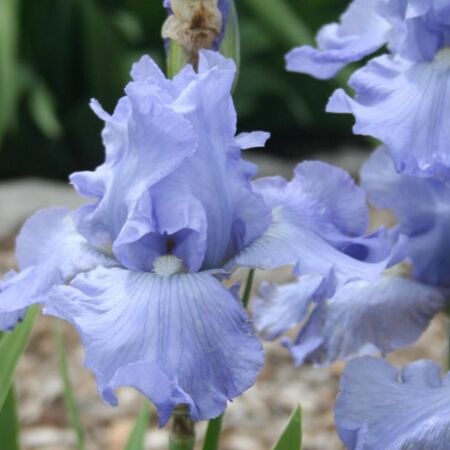 Iris germanica 'Babbling Brook'