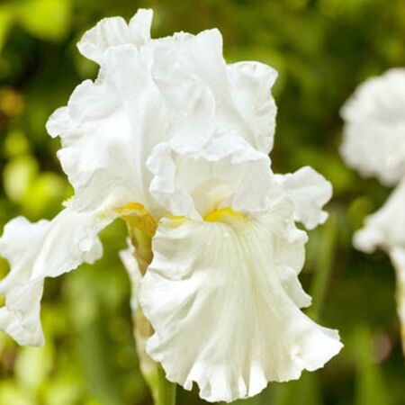 Iris des jardins 'Immortality'