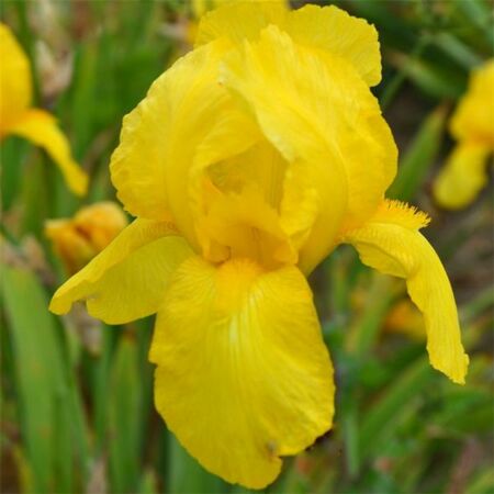 Iris des jardins 'Ola Kala'