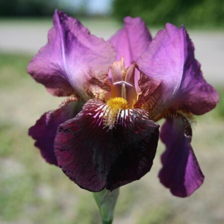 Iris germanica 'Senlac'