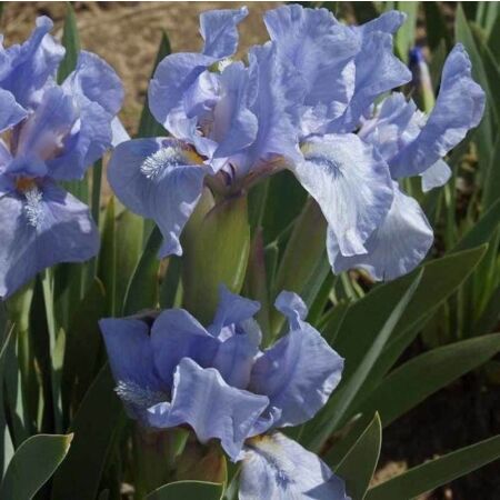 Iris nain 'Blue Denim'
