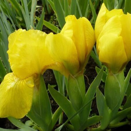 Iris nain 'Brassie'