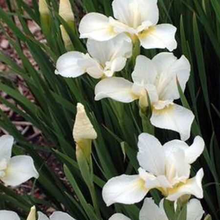 Iris pumila 'Bright White'