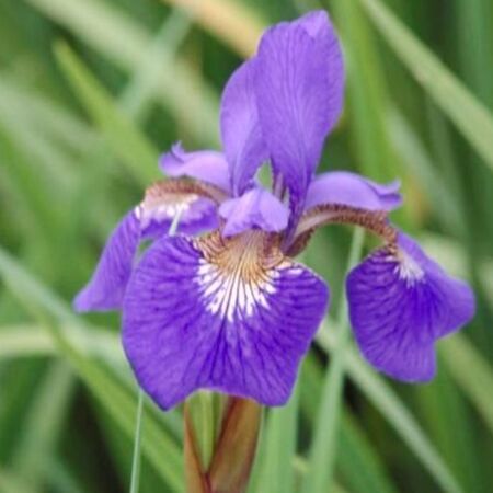 Iris de Sibérie 'Blue King'