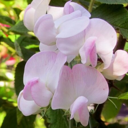 Pois vivace 'Pink Pearl'