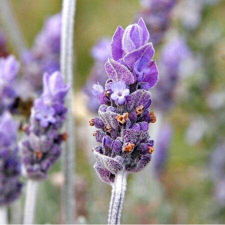 Provence Lavendel Grappenhall