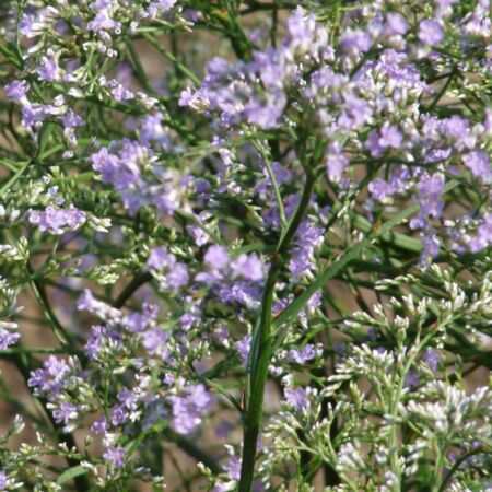 Limonium latifolium