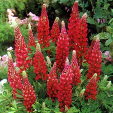 Lupin 'My Castle'