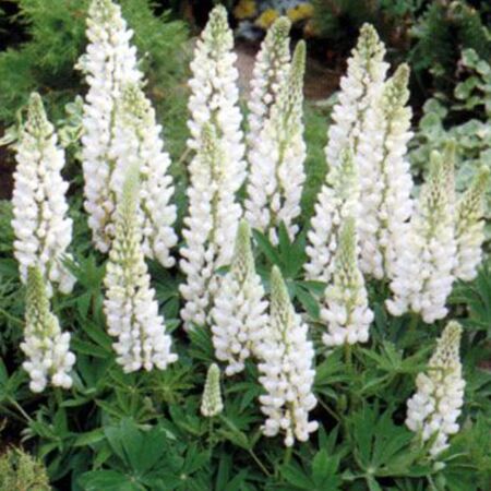 Lupin 'Noble Maiden'