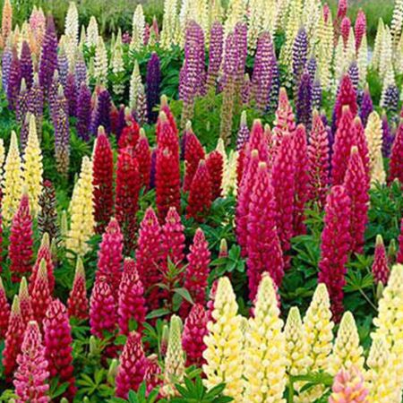 Lupin 'Russell Hybrids'