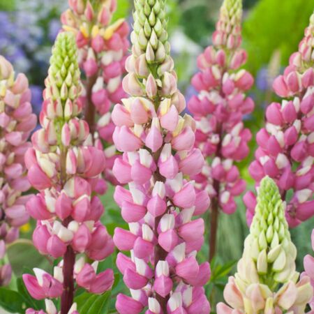 Lupin 'The Chatelaine'