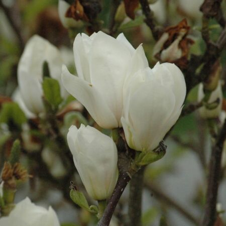 Magnolia soulangiana 'Alba Superba'