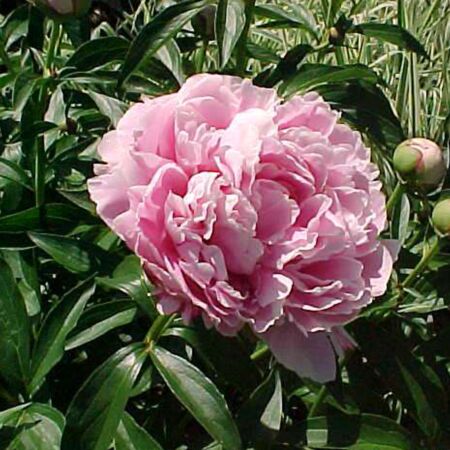 Paeonia 'Sarah Bernhardt'