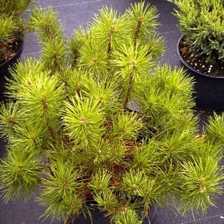 Pinus mugo 'Mugo'