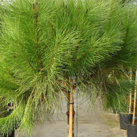 Pinus pinea