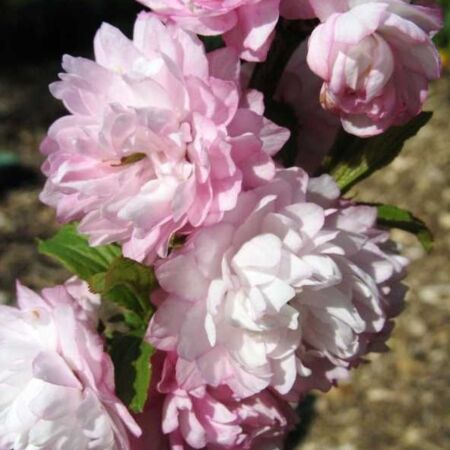 Cerisier à fleurs 'Rosea Plena'