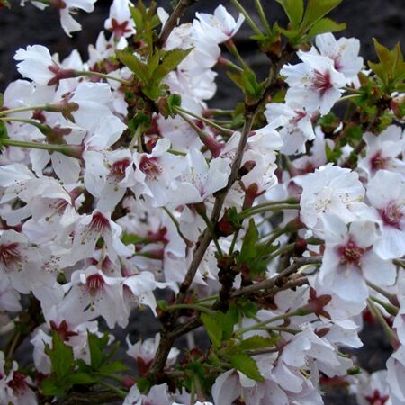 Cerisier du Japon 'Brillant'