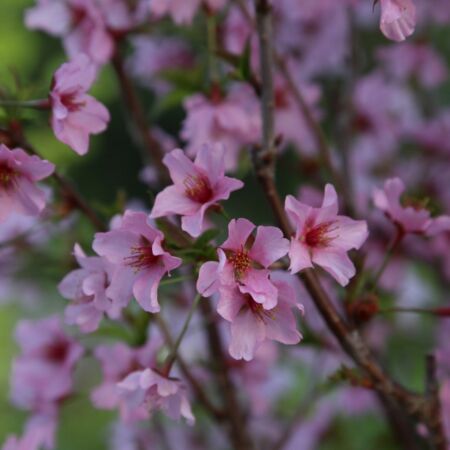 Cerisier du Japon 'Ruby'