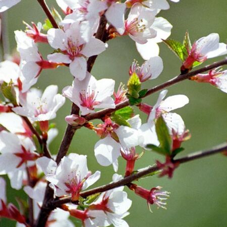 Cerisier de Nankin