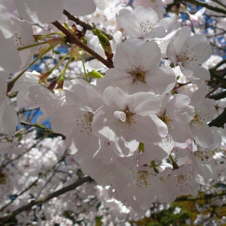 Cerisier à fleur yedoensis