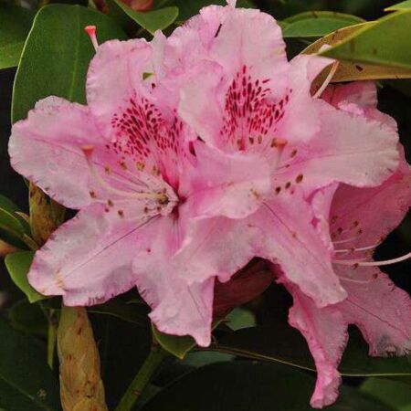 Rhododendron 'Albert Schweitzer'