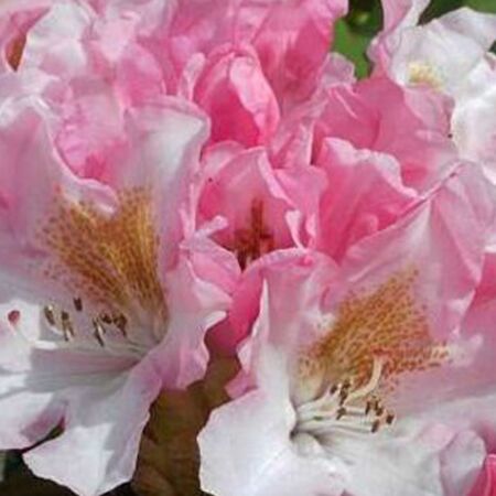 Rhododendron 'Bashful'