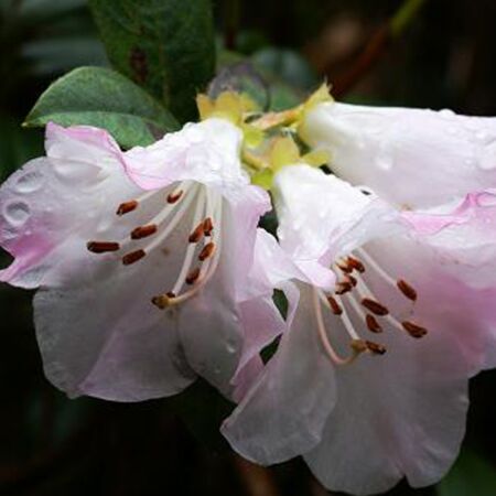 Rhododendron 'Cilpinense'
