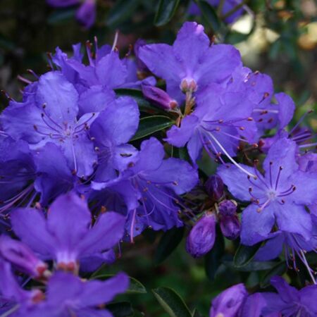 Rhododendron 'Gristede'