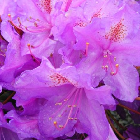 Rhododendron 'Lee'S Dark Purple'
