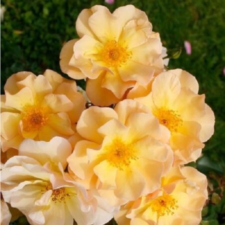 Rosa 'Amber Sun'