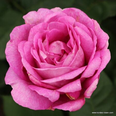 Kordes Parfuma® Rose