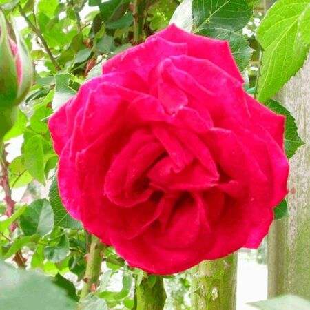 Rosa 'Dame De Coeur'