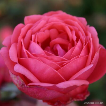 Kordes Parfuma® rosier