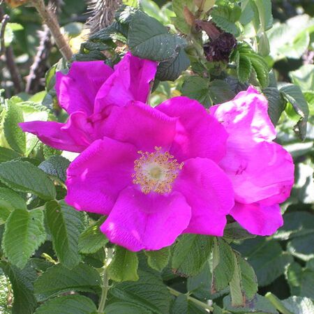 Apfelrose-Sylter Rose