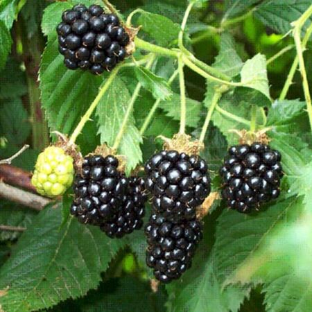 Rubus 'Black Satin'