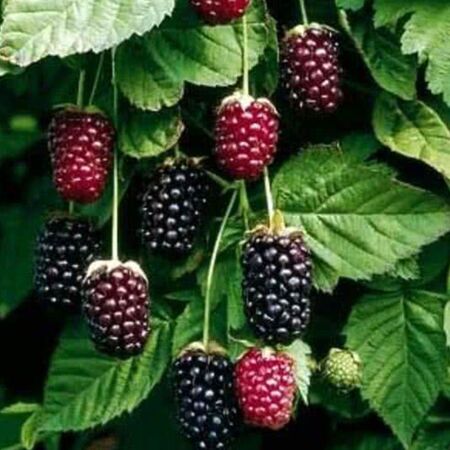 Rubus 'Boysenberry'