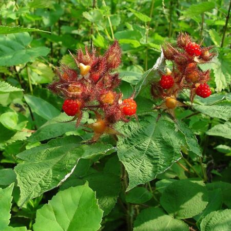 Rubus Phoenicolasius