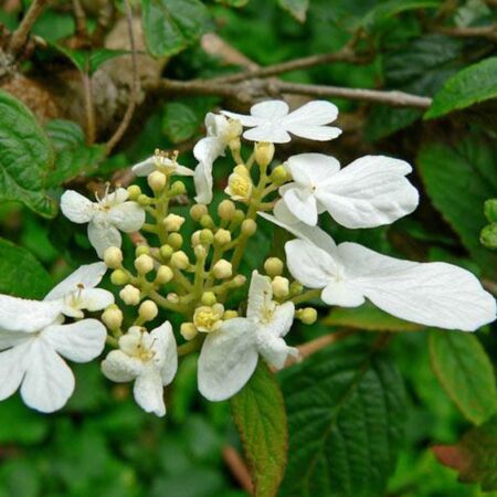 Viburnum Plicatum 'Summer Snowflake'