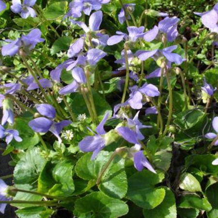 Viola sororia 'Blue Diamond'