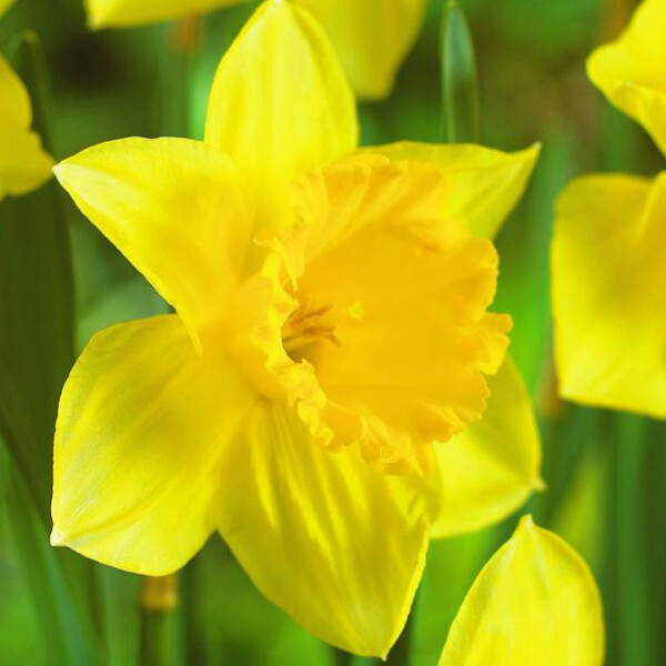 Les fleurs de Pâques, également connues sous le nom de narcisses, symbole du printemps et du renouveau.