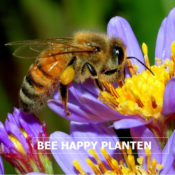 Week van de Bijen: Waarom Bijen Zo Belangrijk Zijn!