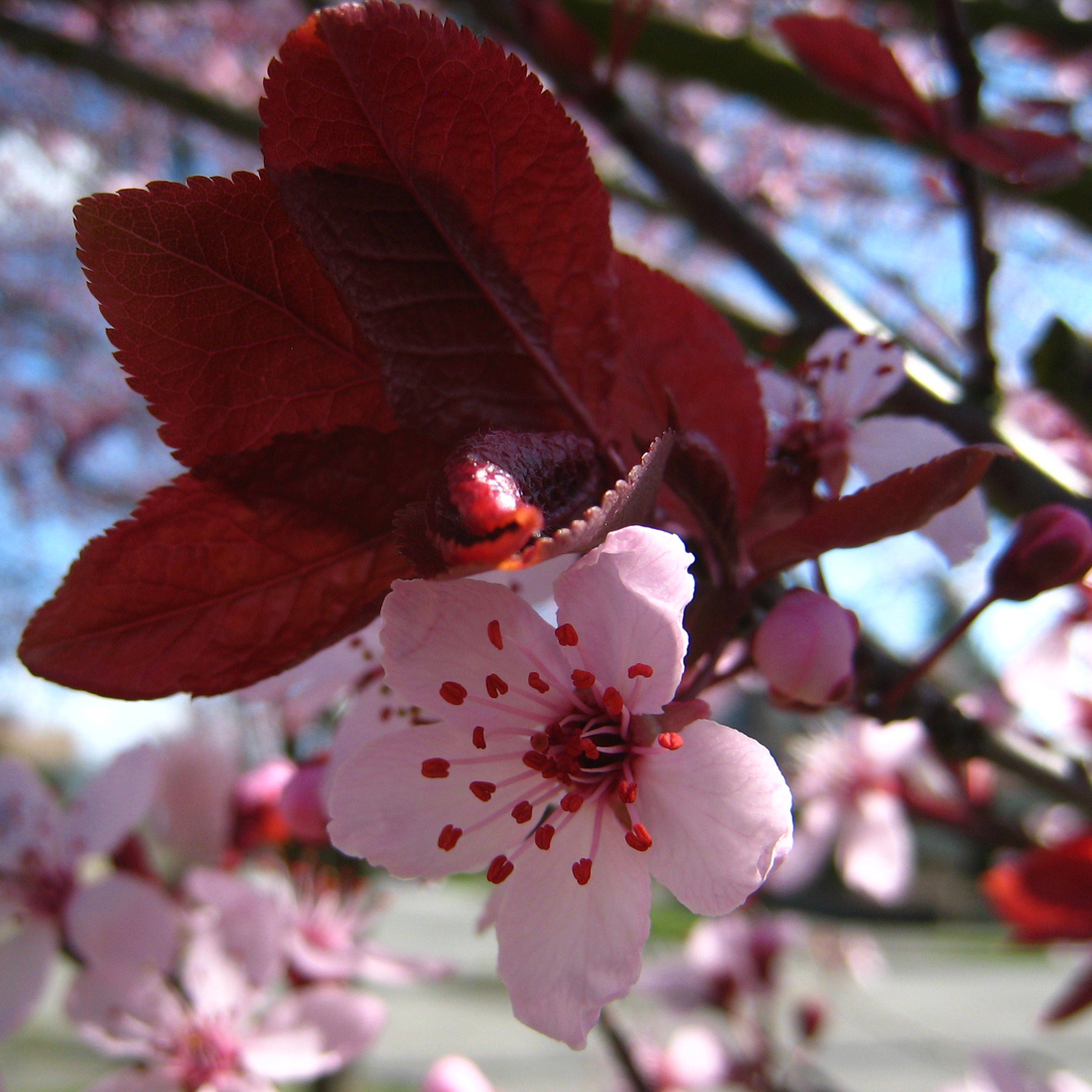 Ontdek de Diversiteit van Prunus: Een Schatkamer van Heesters en Bomen